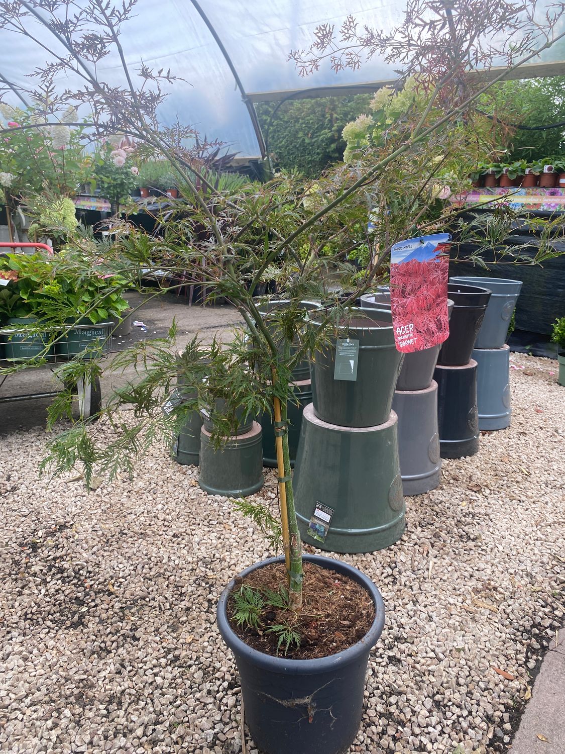 Japanese Maple Acer Garnet