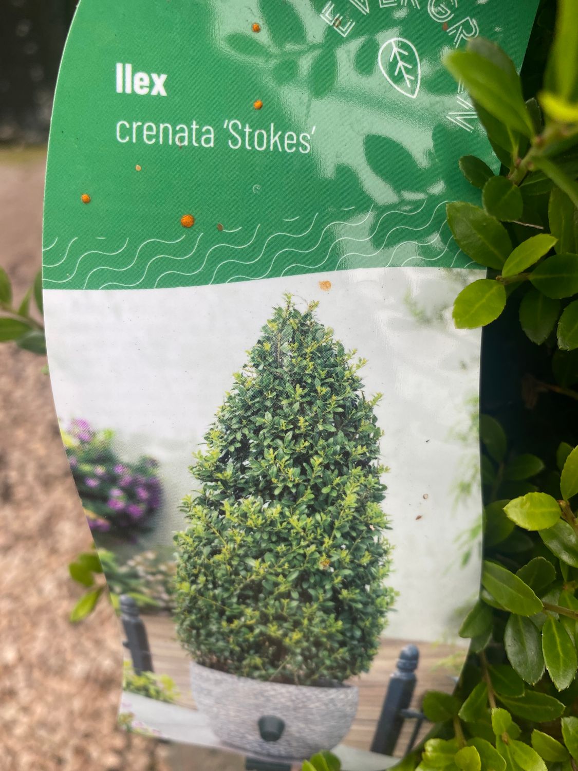 Holly Box Ilex Crenata Stokes Pyramid