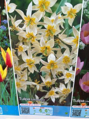 Mini Specie Tulip ‘Turkestanica’