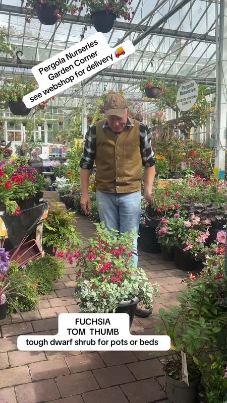 FUCHSIA TOM THUMB winter hardy dwarf fuchsia that flowers from June Until October ,.Perfect for pots ,beds or rockeries!