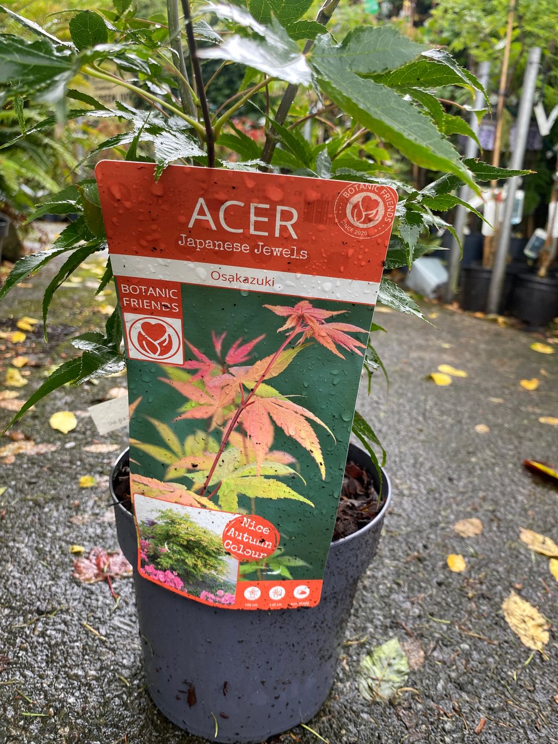 Acer Ozakazuki