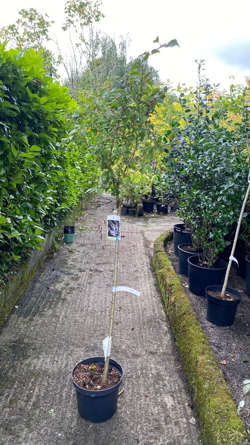 Dwarf Cherry Prunus ‘Kojou-No-Mai ,Fuji Cherry .Dwarf Ornamental Cherry bronze leaves in spring. Colourful autumn foliage . Flowers open from buds in spring soft shell pink developing a deep eye