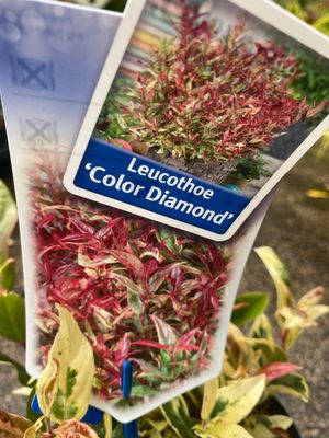 Leucothoe “Colour Diamond”