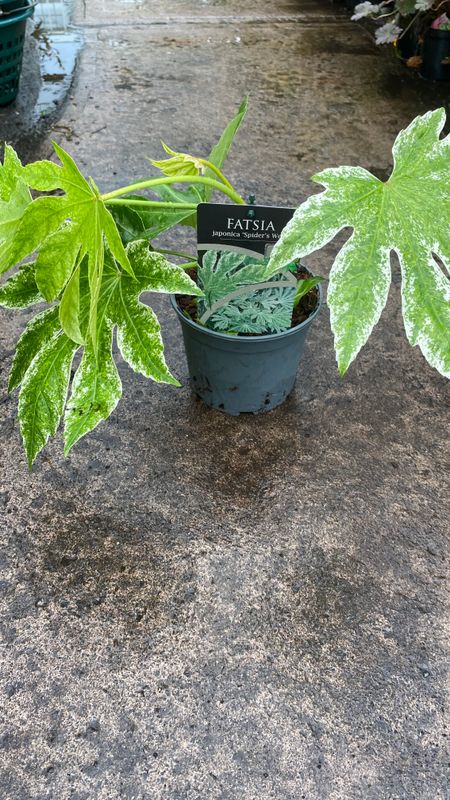 Fatsia Spider Web Castor Oil Plant