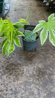 Fatsia Spider Web Castor Oil Plant
