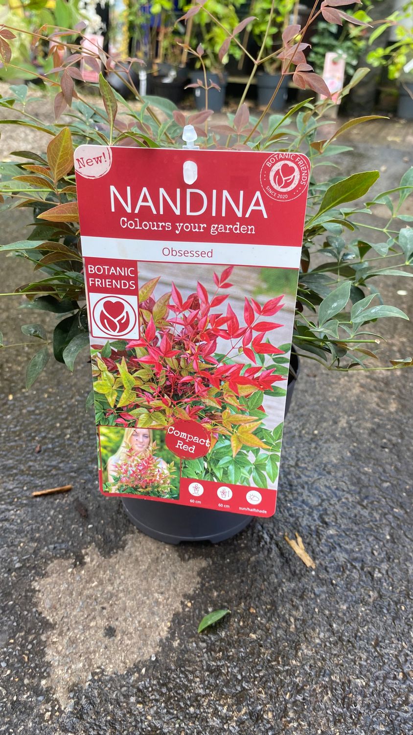 Nandina Obsessed