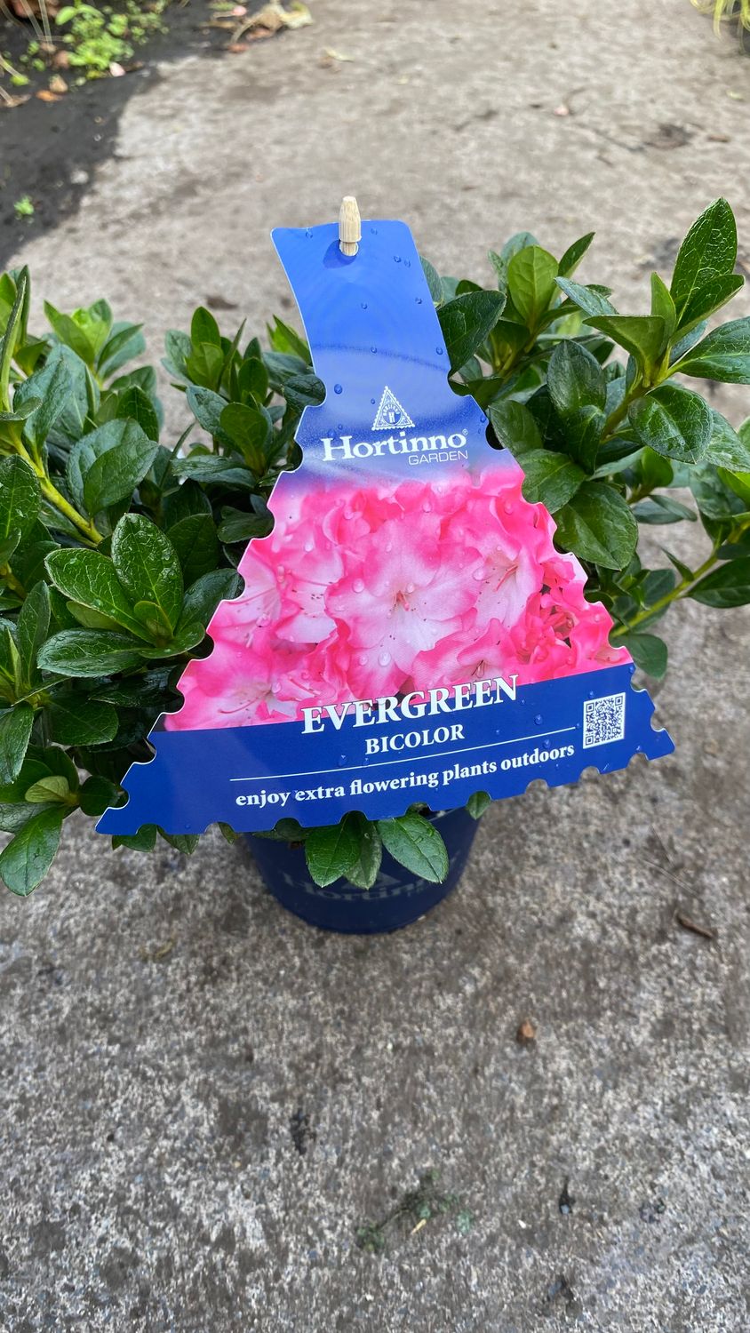 Japanese Azalea Evergreen bicolor
