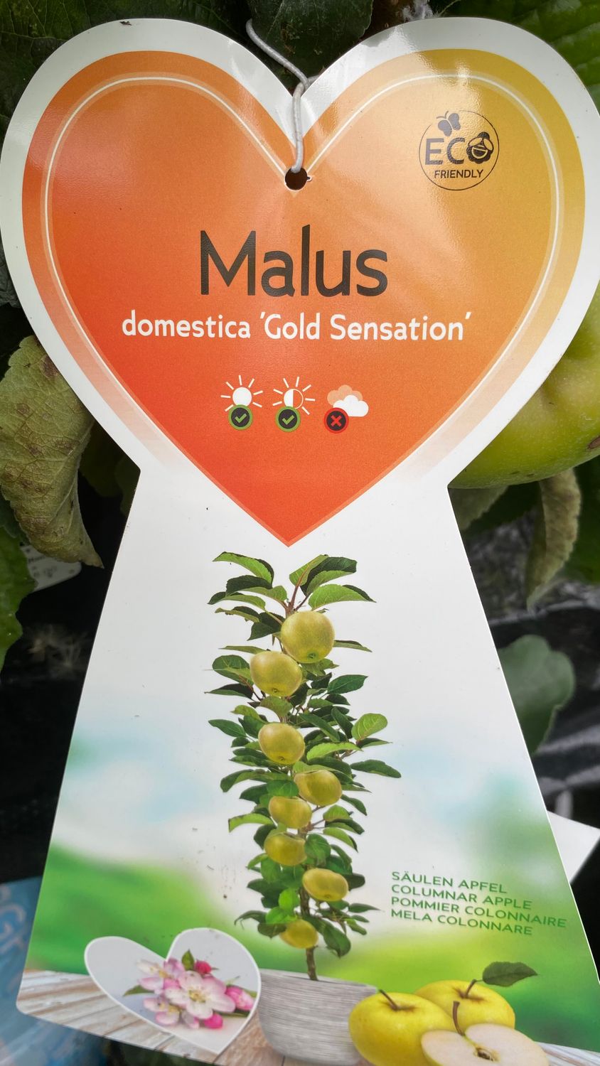Pole Apple Gold Sensation Tree