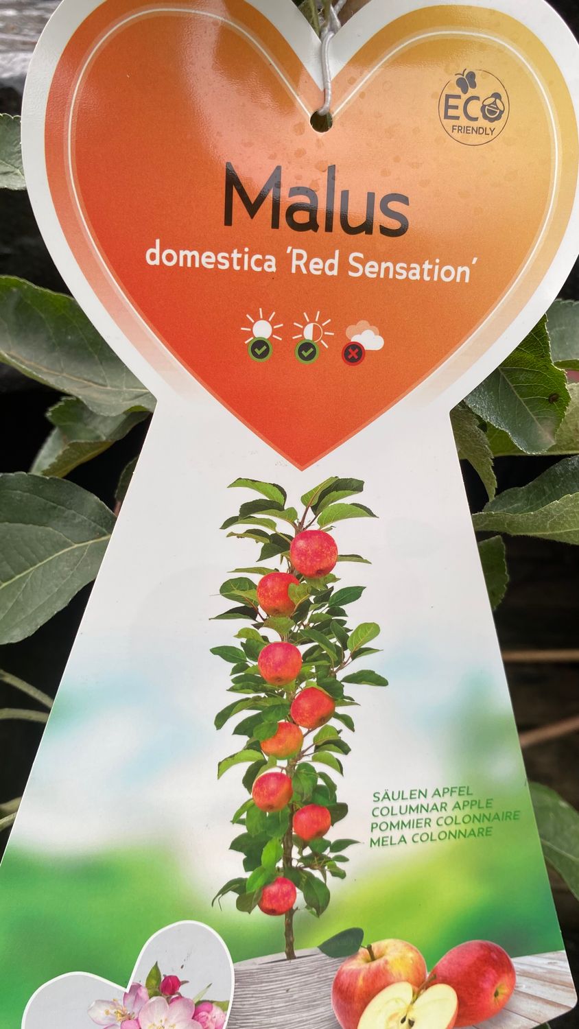 Pole Apple Red Sensation Tree