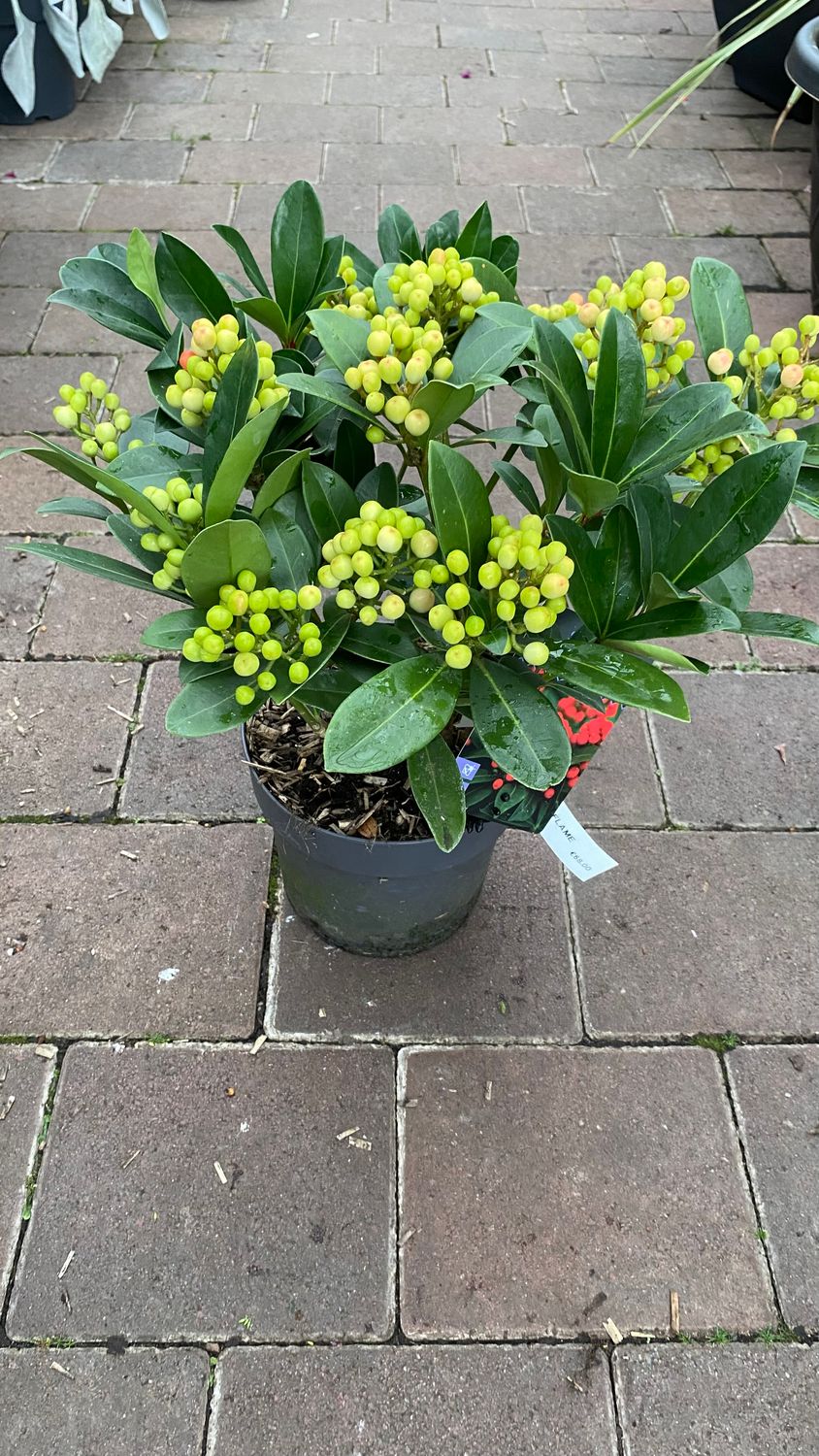 Skimmia Olympic Flame (Female)