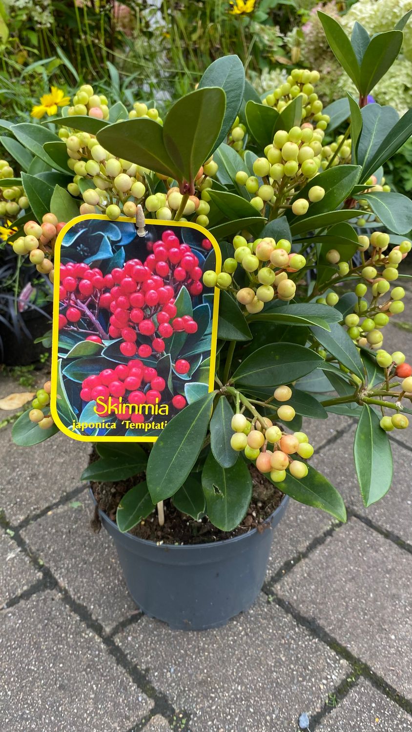 Skimmia Olympic Flame Female Large