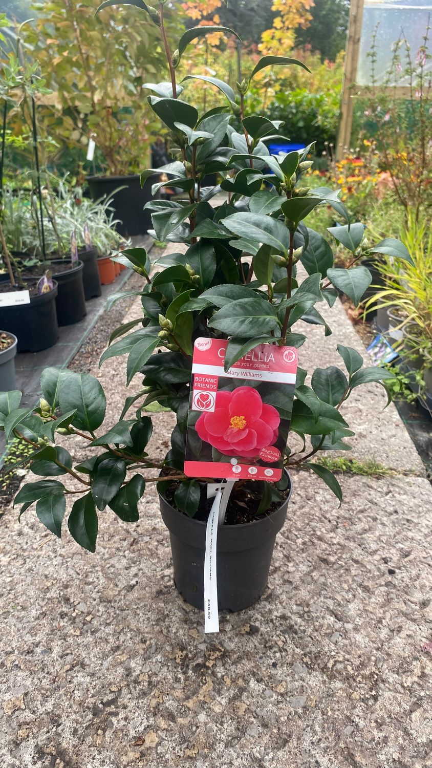 Camellia &#39;Mary Williams&#39;CAMELLIA “MARY WILLIAMS “ is a tough winter hardy evergreen shrub for pots or beds . Reliably flowers every spring with months of deep double pink flowers.