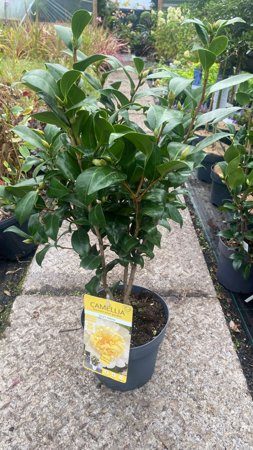 CAMELLIA “JURYS YELLOW “ is a tough winter hardy evergreen shrub for pots or beds . Reliably flowers every spring with months of deep double CREAMY /YELLOW flowers. Good in pots or beds