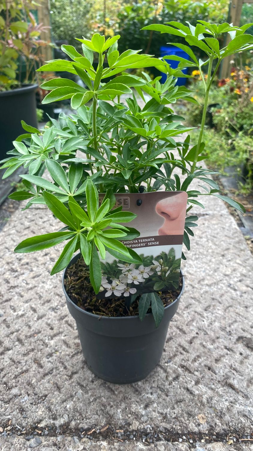 Choisya Ternata Greenfingers