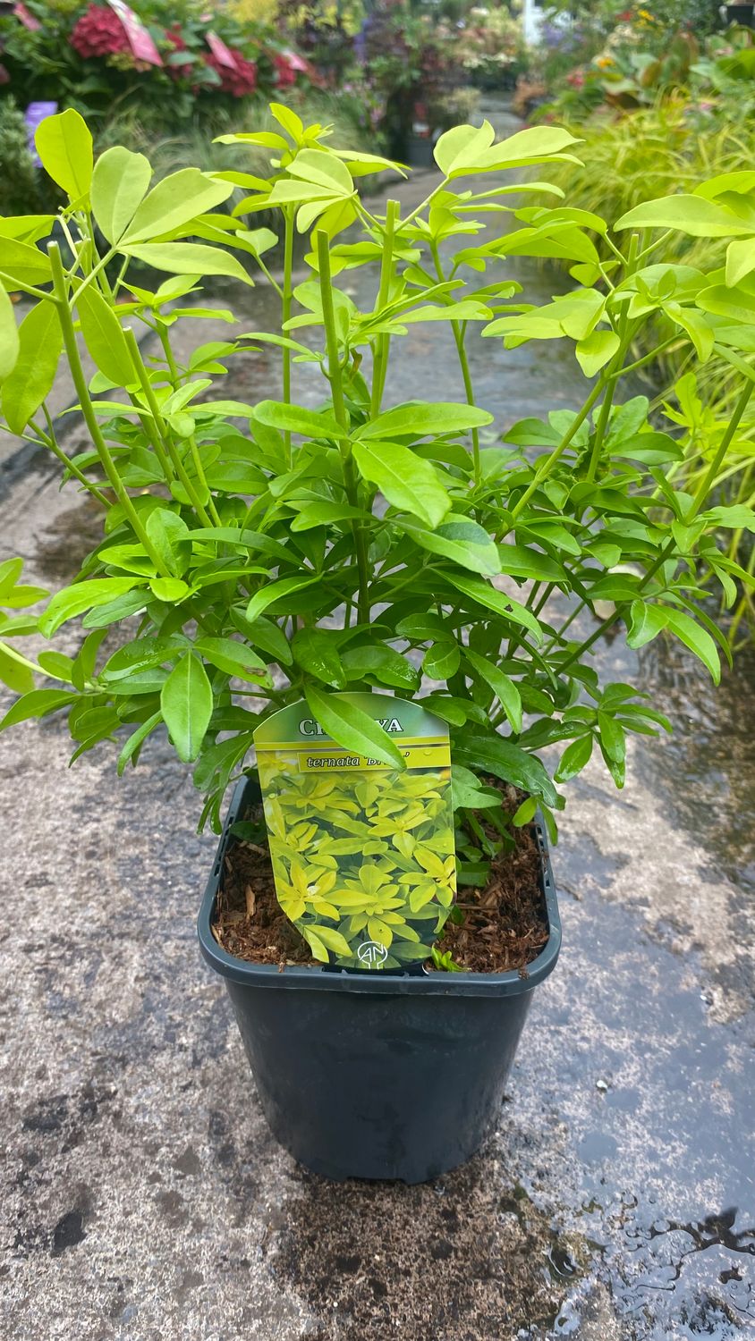 Choisya Ternata Brica