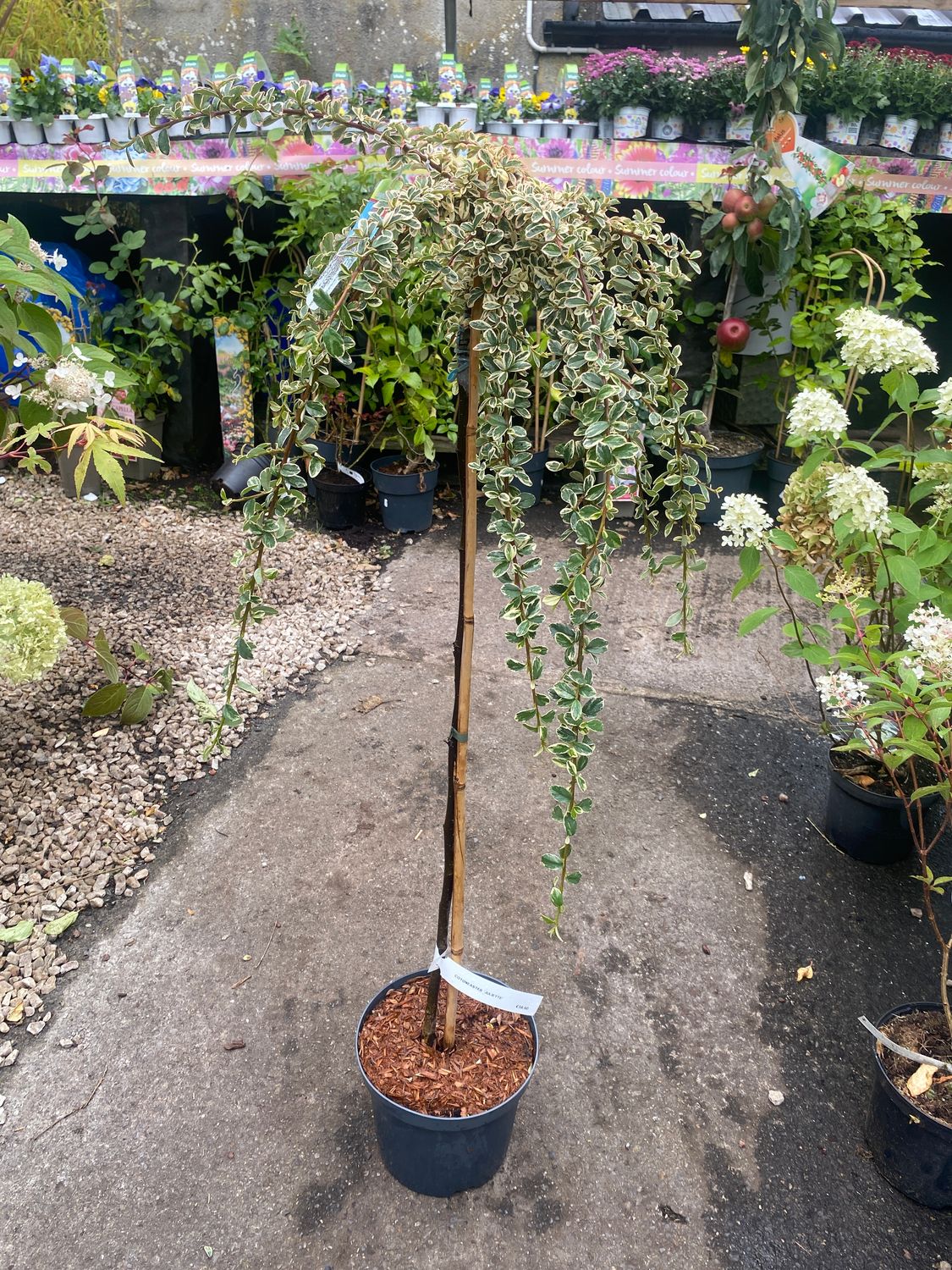 Cotoneaster Mini Weeping Tree Juliette