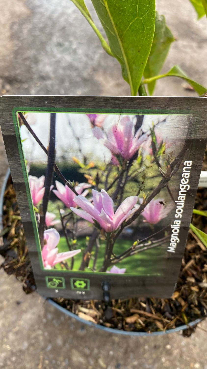 Magnolia Soulangeana