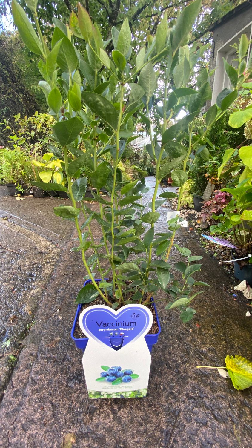 Blueberry Bluegold