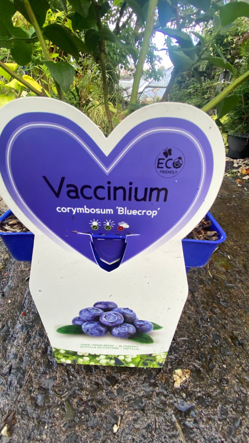 Blueberry Blue Crop ,Heavy crops of tasty large Blueberries . Good in pots or open ground .Extra large strong bushy ready for planting