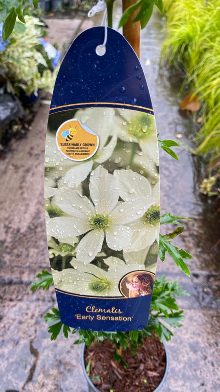 Clematis Early Sensation ..Hardy evergreen climber for wall ,fence or arch .Smothered in fragrant white flowers in spring and early summer . Extra Strong .Happy in pots or beds