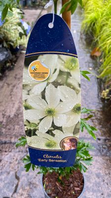 Clematis Early Sensation ..Hardy evergreen climber for wall ,fence or arch .Smothered in fragrant white flowers in spring and early summer . Extra Strong .Happy in pots or beds