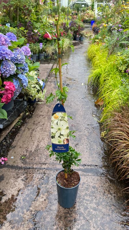 Clematis Early Sensation ..Hardy evergreen climber for wall ,fence or arch .Smothered in fragrant white flowers in spring and early summer . Extra Strong .Happy in pots or beds Clematis Early Sensation ..Hardy evergreen climber for wall ,fence or arch .Smothered in fragrant white flowers in spring and early summer . Extra Strong .Happy in pots or beds