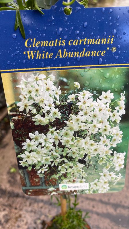 Clematis White Abundance Hardy evergreen climber Smothered in white flowers in spring and early summer . Evergreen waxy foliage Happy in pots or beds. .Planting time is from now .