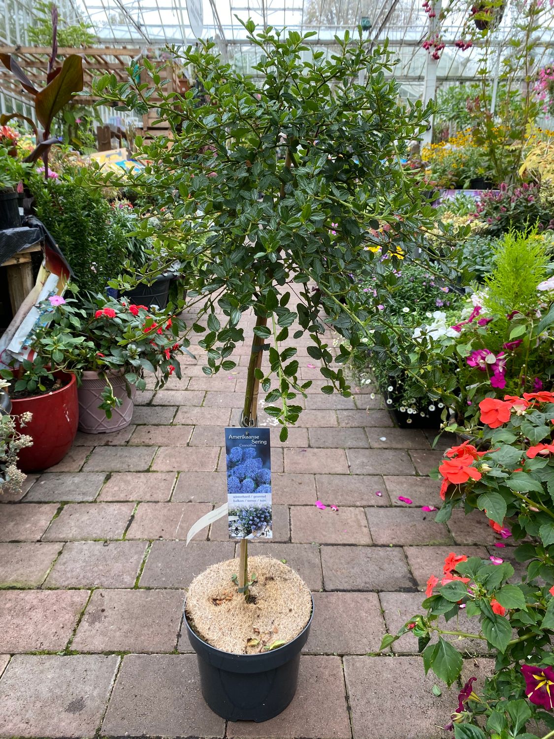 Weeping Blue Californian Lilac