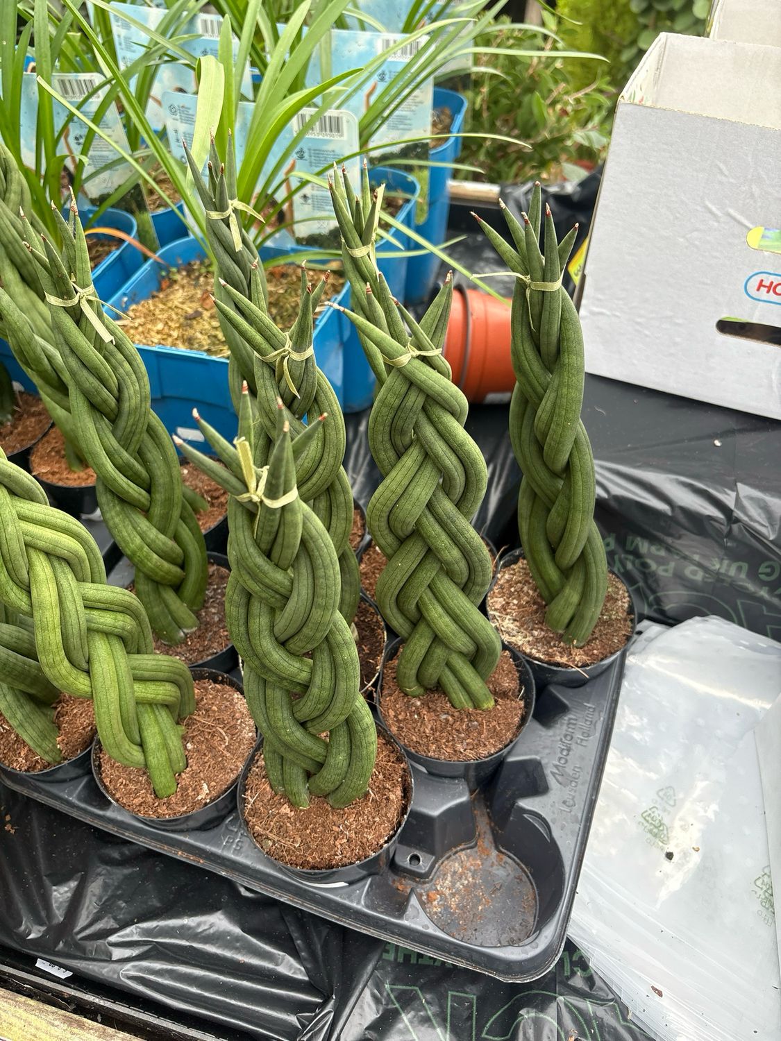 SANSEVERIA Sansevieria Twist Filters the air, removing toxins like benzene and formaldehyde. Counteracts radiation and releases oxygen at night. Thrives on total and utter neglect.