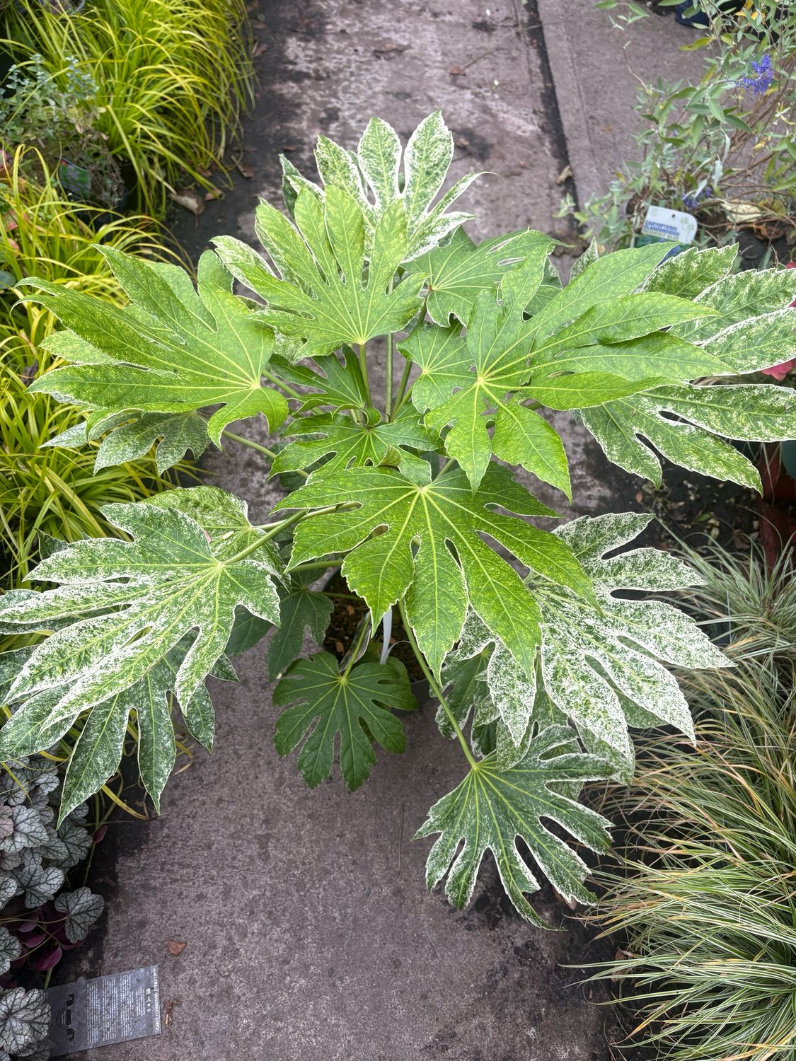 Fatsia Castor Oil Spiders Web FATSIA SPIDER WEBB ,colourful and evergreen..good in pots or open ground in sun or half shade. Extra strong plants