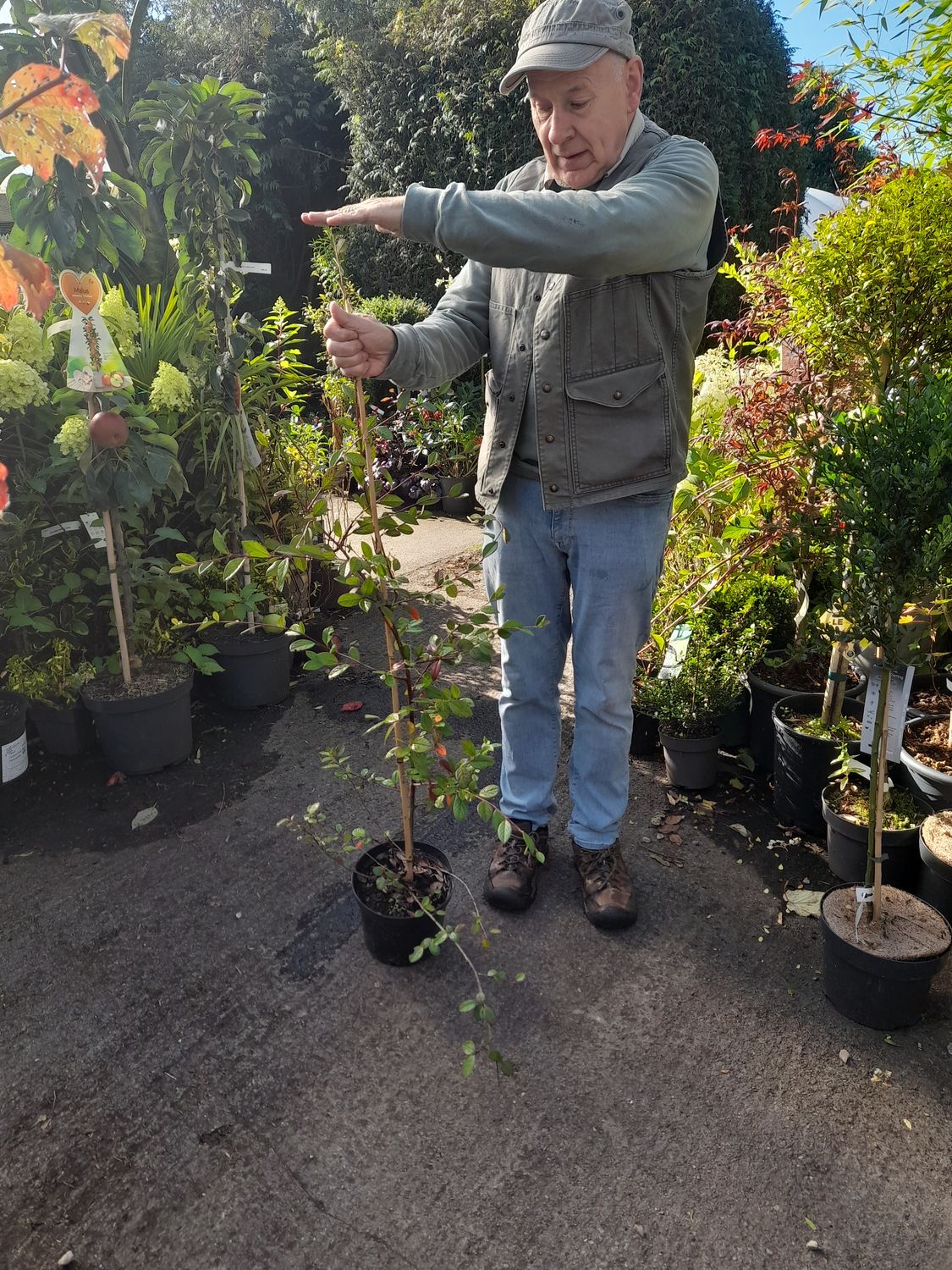 Coral Berry Hedge EXTRA LARGE, white flowers,winter hardy. 3 Ft apart Bushy pot grown plants. Discount for quantity please phone or text 0868538835