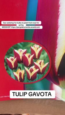 10 Triumph Tulip Gavota Bulbs
