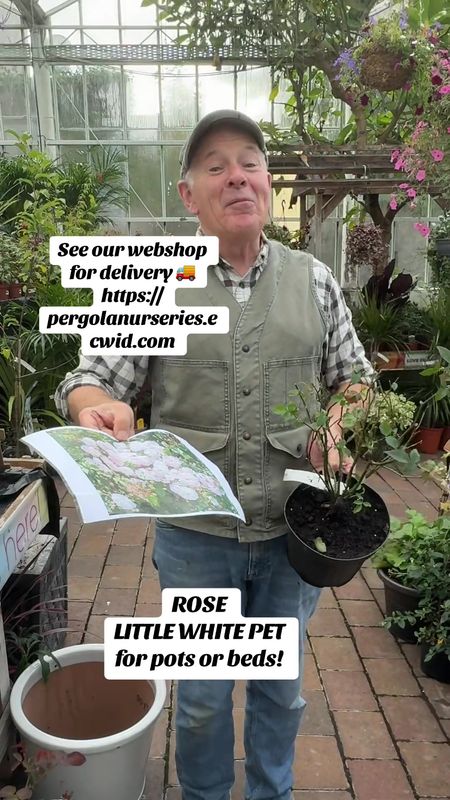ROSE 'LITTLE WHITE PET' perfect tough mini rose for pots or beds . Pink buds open Into perfect white rosettes . Tough and winter hardy
