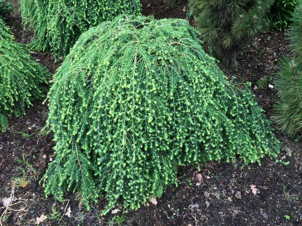 Tsuga canadensis Cole&#39;s Creeping Hemlock