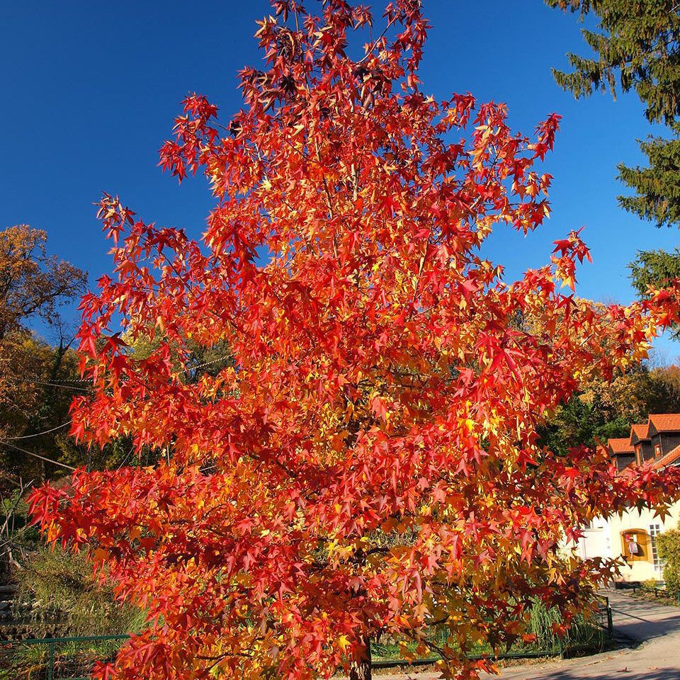 Acer Rubrum Summer Red