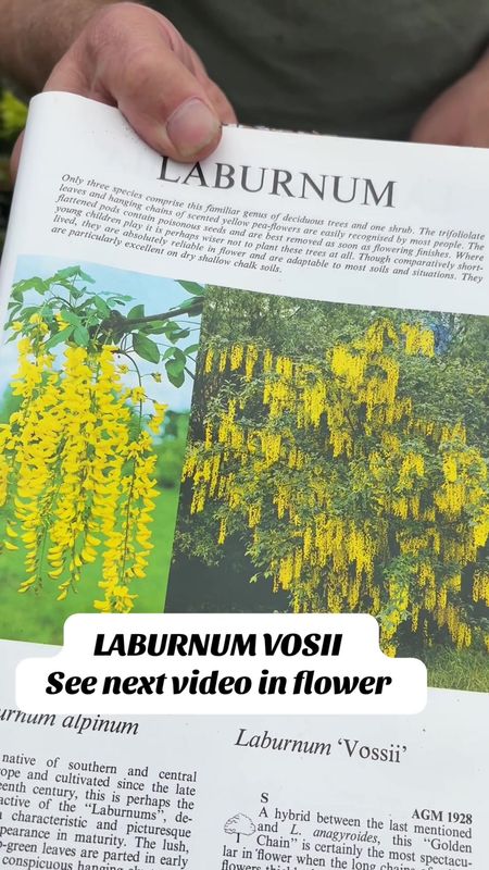 LABURNUM VOSSII “GOLDEN RAIN “ a medium sized tree that flowers with long yellow flowers In late spring early summer available Strong pot grown trees