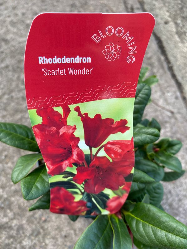 Rhododendron 'Scarlet Wonder'
