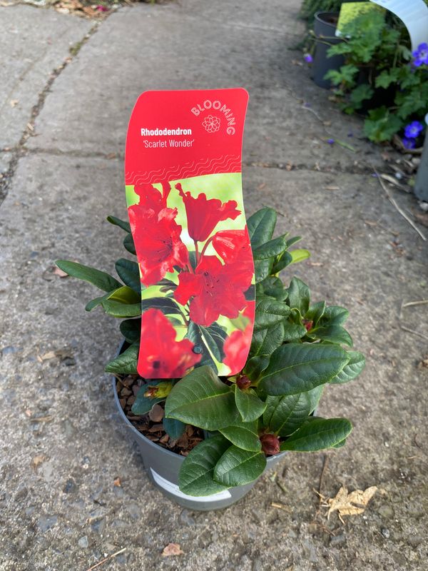 Rhododendron 'Scarlet Wonder'