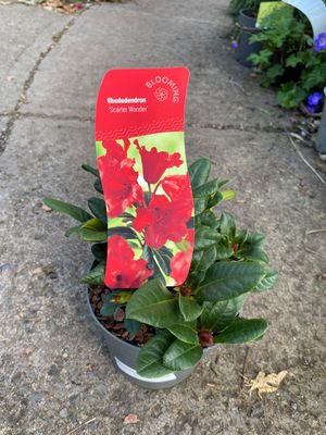 Rhododendron 'Scarlet Wonder'