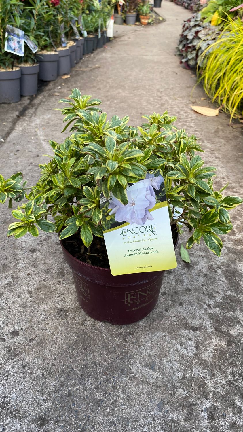 Azalea Encore Moonstruck Dwarf evergreen shrub; white flowers in spring and autumn. Colourful evergreen foliage . Perfect in pots, beds or rockeries