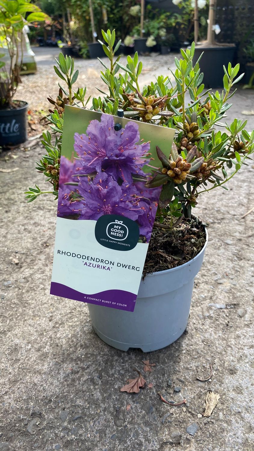 Rhododendron - Azurika - A dwarf Rhododendron that flowers for months and lasts for years. Perfect in pots or beds.