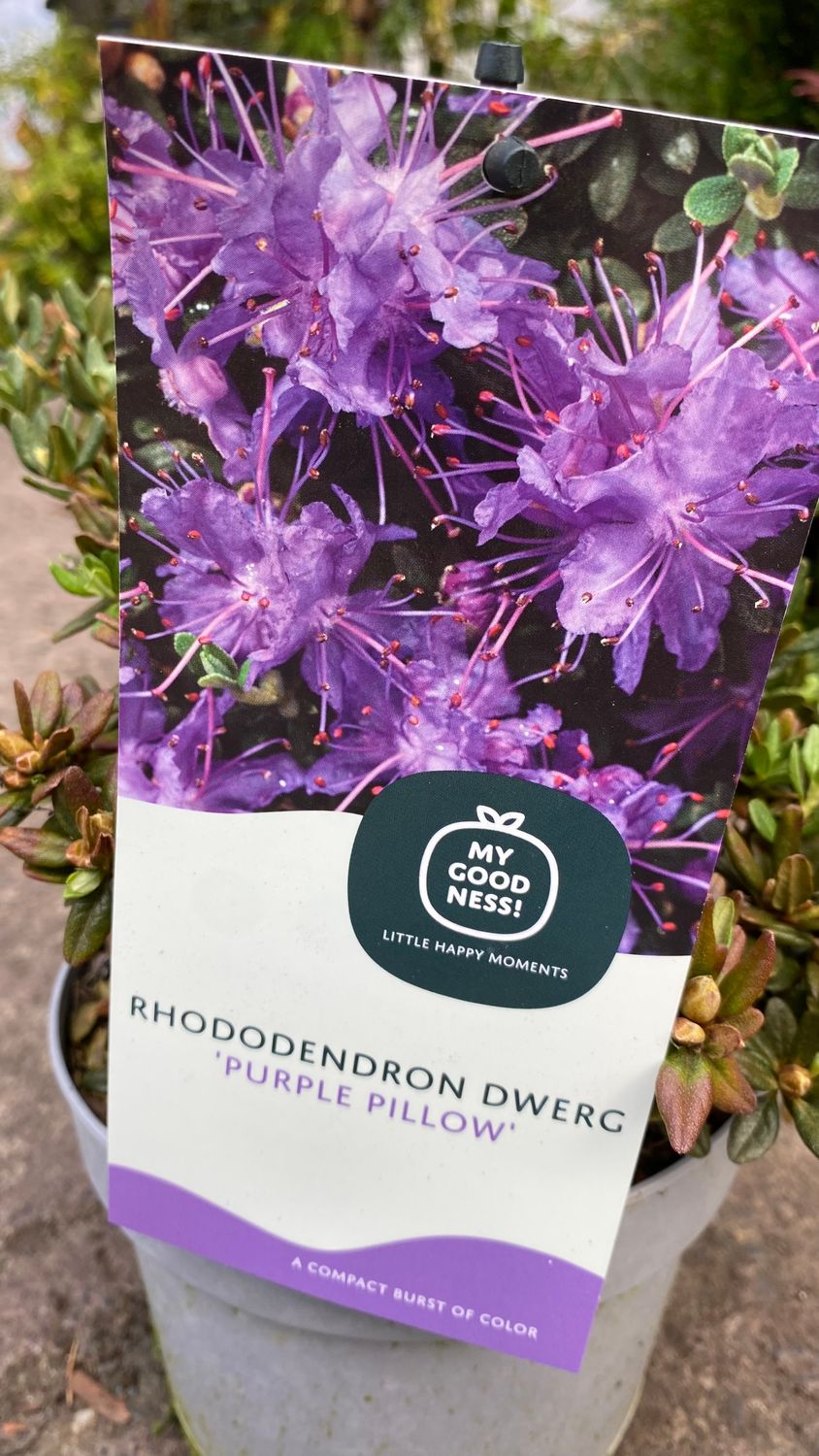 Rhododendron Dwerg Purple Pillow