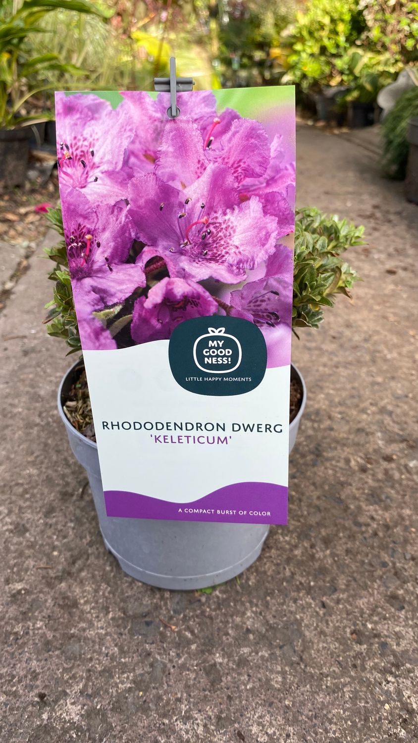 Rhododendron Dwerg Keleticum