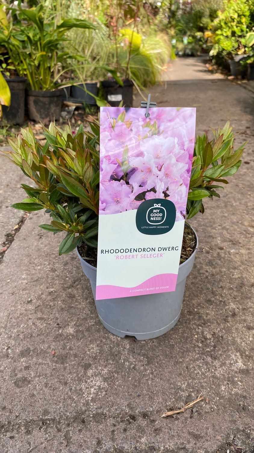 Rhododendron Dwerg Robert Seleger