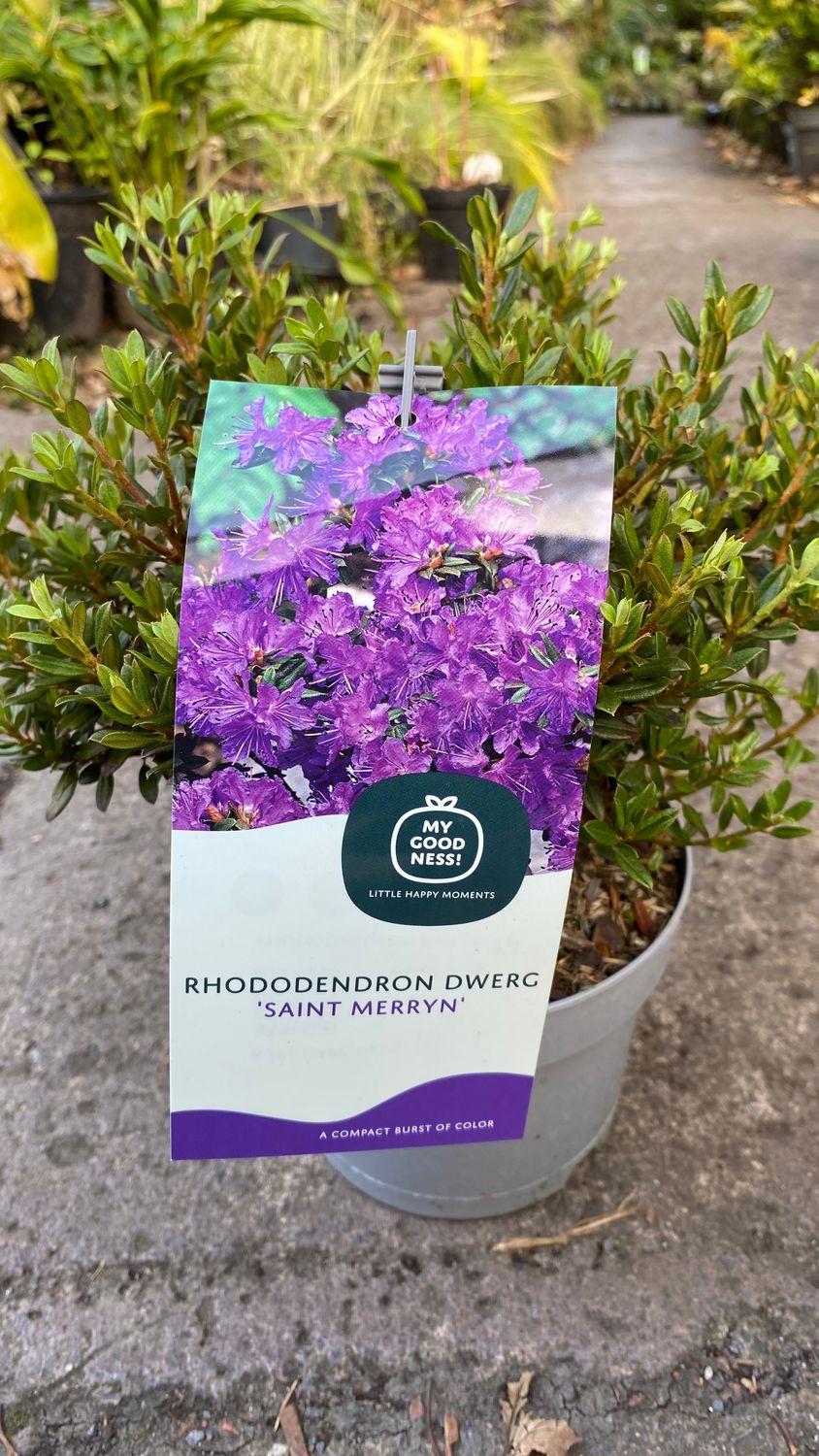 Rhododendron Dwerg Saint Merryn