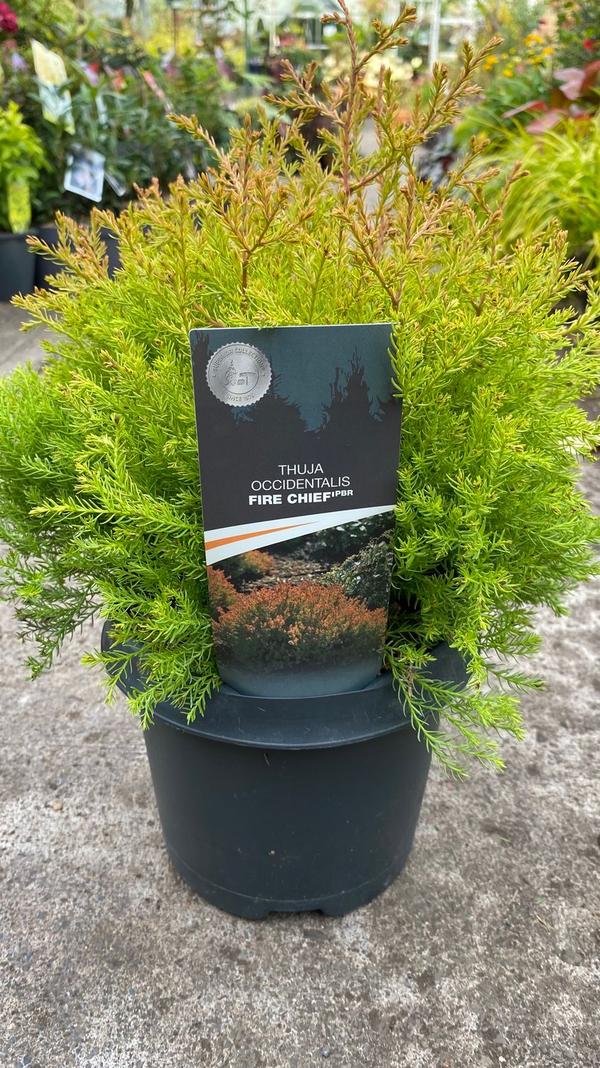 Thuja Occidentalis  Fire Chief hardy evergreen shrub