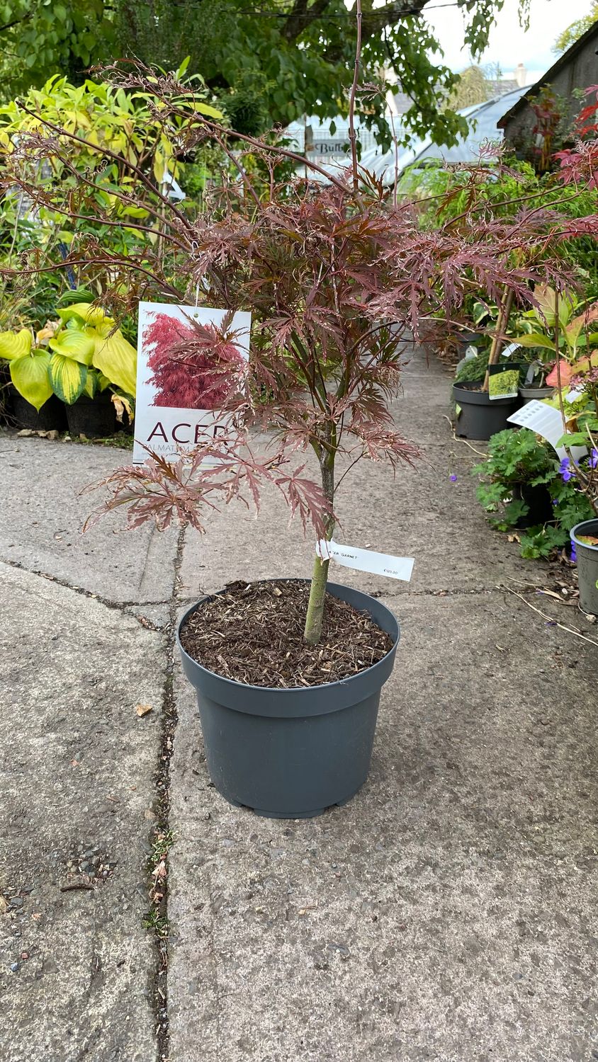Japanese Maple Acer Garnet