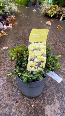 Rhododendron Impeditum Wren Mini evergreen shrub for pots or beds Planting. Smothered in light yellow flowers over neat compact foliage in spring.
