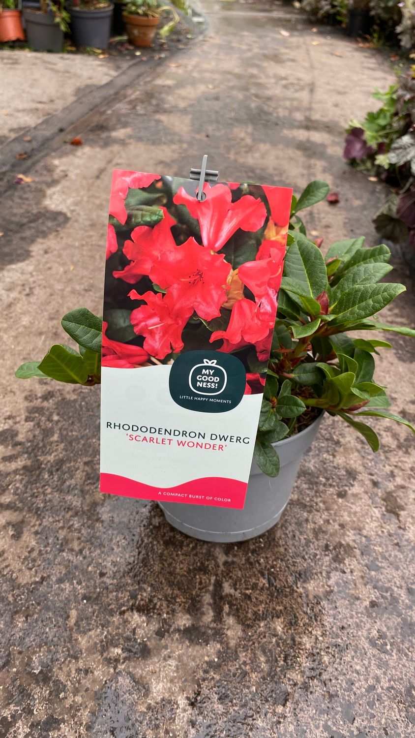 Rhododendron Dwerg Scarlet Wonder