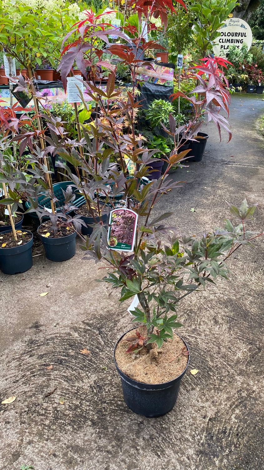 Acer Palmatum Atropurpureum Purple Leaf Japanese Maple